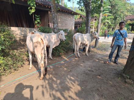 PENYERAHAN BANTUAN LEMBU DARI DINAS PERTANIAN DI DUSUN PENTUNG, DERMOJURANG DAN DUKUH