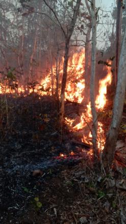 Kebakaran Hutan di Surocolo Poyahan