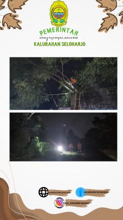 Hujan Tiada Henti, Pohon Tumbang di Padukuhan Soka RT 03